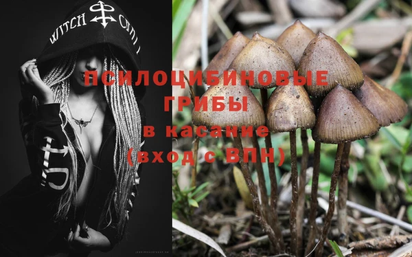 прущие грибы Наволоки